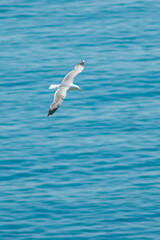 Fototapeta na wymiar a large white gull flies over the sea
