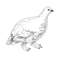 White-tailed Ptarmigan in White Winter Plumage