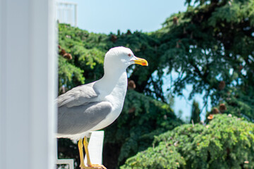 the large sea gull close-up