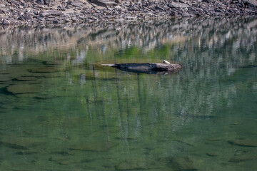 Forest lake with water reflections