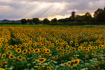 ひまわり畑の夕暮れ　岡山県総社市備中国分寺