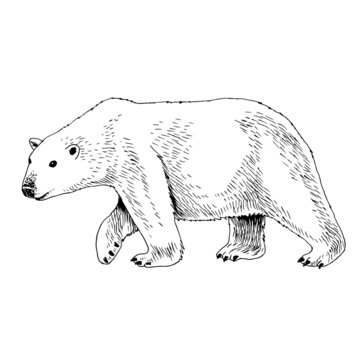 White arctic polar bear hand drawn image.