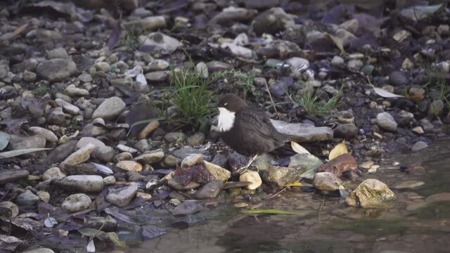 Dipper on bank of mountain stream cleans its plumage. Feathers should lie tightly since bird lives in water practically. Caucasian Dipper (Cinclus cinclus caucasicus), Elbrus Region