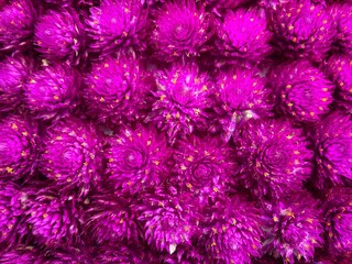 Several amaranth flowers are photographed up close. Use it as a background and add text.