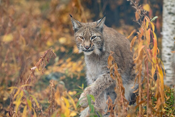 Le lynx eurasien - Lynx lynx - animal adulte marchant dans la végétation colorée d& 39 automne