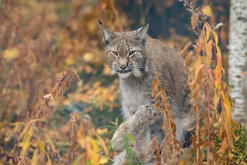 Foto op Plexiglas Lynx The Eurasian lynx - Lynx lynx - adult animal walking in autum colored vegetation