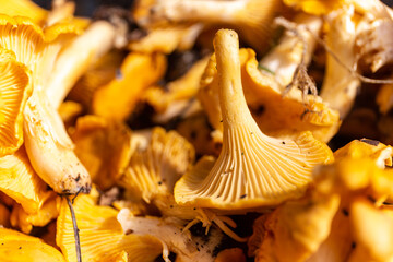 Close-up view of fresh raw Chanterelles (Cantharellus) mushrooms gathered during mushroom hunting...