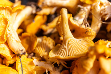 Close-up view of fresh raw Chanterelles (Cantharellus) mushrooms gathered during mushroom hunting in autumn  in Poland, close-up view. © Cleop6atra
