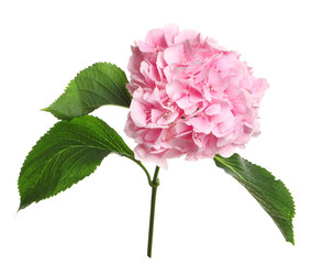 Fototapeta premium Branch of hortensia plant with delicate flowers on white background