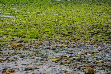 Green stones on the beach