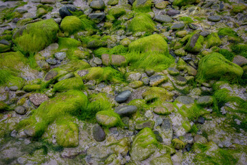 Seaweed on the rocks