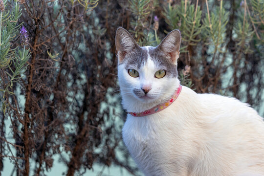 A white female cat with gray ears, wearing a pink collar, sunbathing at lavender garden. Pet lover. Animal world. Cat Lover.