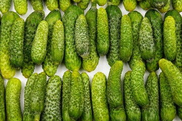 Small fresh cucumbers gherkins lie in rows on a white table, background