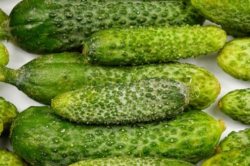 Small fresh cucumbers gherkins lie in rows on a white table, background