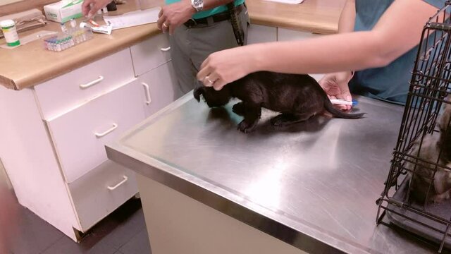 Adorable Pittzu puppy at the veterinary getting first shot. Freeport, Bahamas April 21 2021