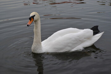 swan on the lake