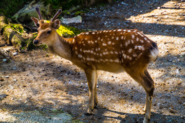 Alps Animals