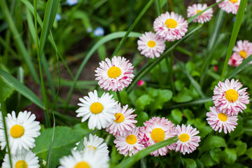 Argyranthemum frutescens, in common, Marguerite Daisy in garden.