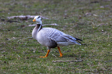 Naklejka na ściany i meble The bar-headed goose, Anser indicus seen in English Garden in Munich