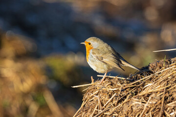 Pettirosso, oasi di Baggero, Brianza