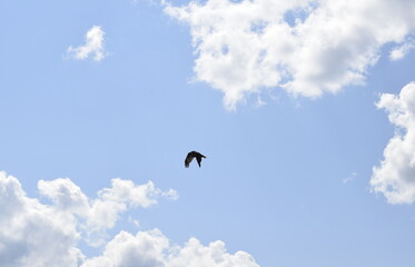 birds in the sky
