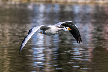 The bar-headed goose, Anser indicus flying over a lake in English Garden in Munich