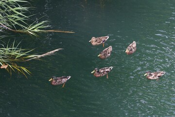 ducks in the lake