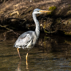 Grey heron, Ardea cinerea, a massive gray bird wading through a flat lake searching for fish