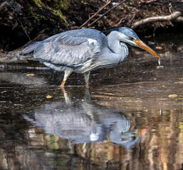 While fishing in the moving water a grey heron, Ardea cinerea successfully caught a fish.