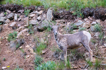 Ewes and Lambs Rocky Mountain Bighorn sheep in the wild