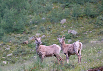 Ewes and Lambs Rocky Mountain Bighorn sheep in the wild - obrazy, fototapety, plakaty