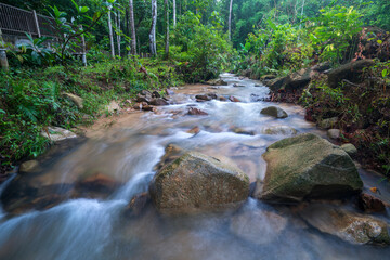 stream in the forest