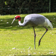 Sarus crane, Grus antigone also known as Indian sarus crane
