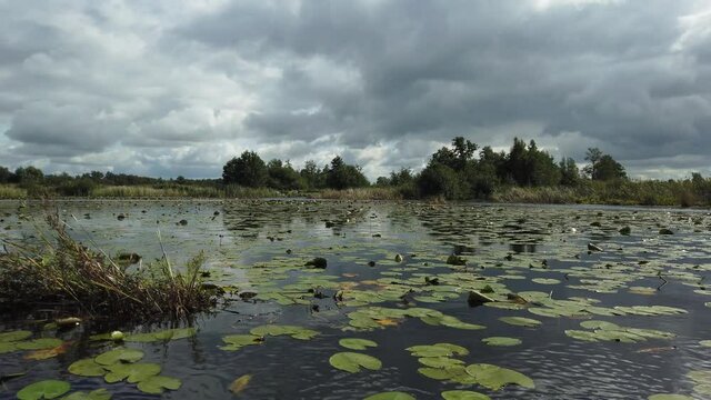 Nature scenery at the Weerribben-Wieden National Park in Overijssel the Netherlands, sailing along water lily from right to left