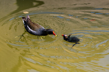 Common moorhen Gallinula chloropus also known as the waterhen or swamp chicken