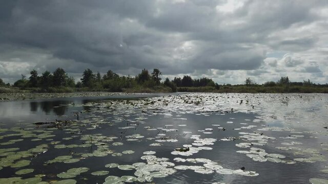 Nature scenery at the Weerribben-Wieden National Park in Overijssel the Netherlands, sailing along water lily backlight
