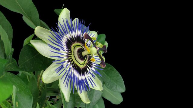 Time-lapse of opening passiflora (Passion Flower) 3e4 in RGB + ALPHA matte format isolated on black background
