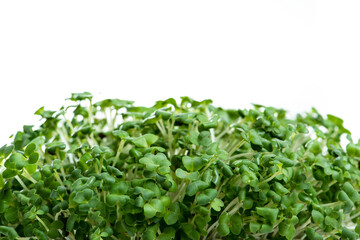 Microgreens with dew drops. Fresh, green sprouts of herbs and plants for salad. Isolated on white