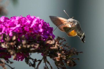 Taubenschwänzchen an einem Schmetterlingsflieder © Aloisia