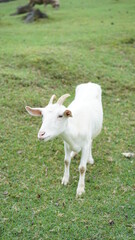 Fototapeta premium 山羊