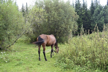 grazing horse in the meadow