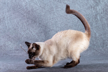 The bright cat of the Thai breed plays with a paper stick. Grey-blue background, close-up
