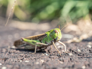 【昆虫】トノサマバッタ
