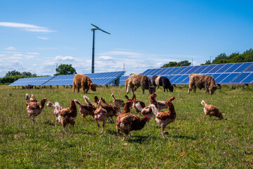 cows grazing with chickens in a field