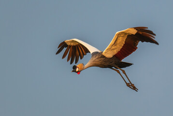 Grey Crowned-crane - Balearica regulorum, beautiful large bird from African savannah, Murchison...