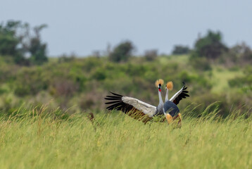 Grey Crowned-crane - Balearica regulorum, beautiful large bird from African savannah, Murchison...