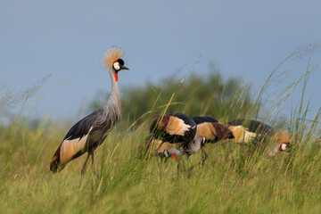 Grey Crowned-crane - Balearica regulorum, beautiful large bird from African savannah, Murchison falls, Uganda.