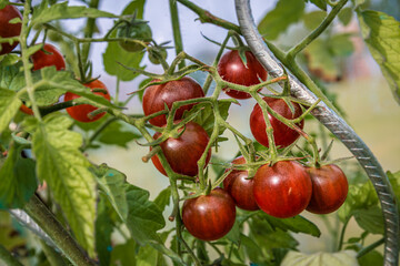 Tomates cerises