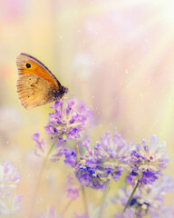 Obraz premium butterfly on flower