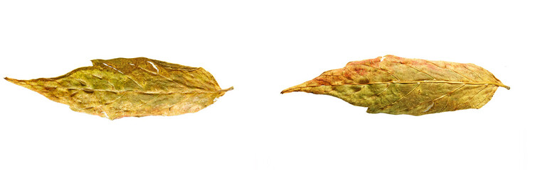 Same leaf on both sides, close-up, yellow texture, autumn, insulated foliage on different sides